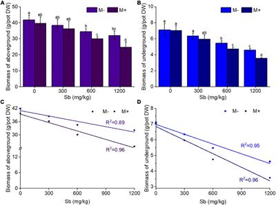 Effects of Antimony on Rice Growth and Its Existing Forms in Rice Under Arbuscular Mycorrhizal Fungi Environment